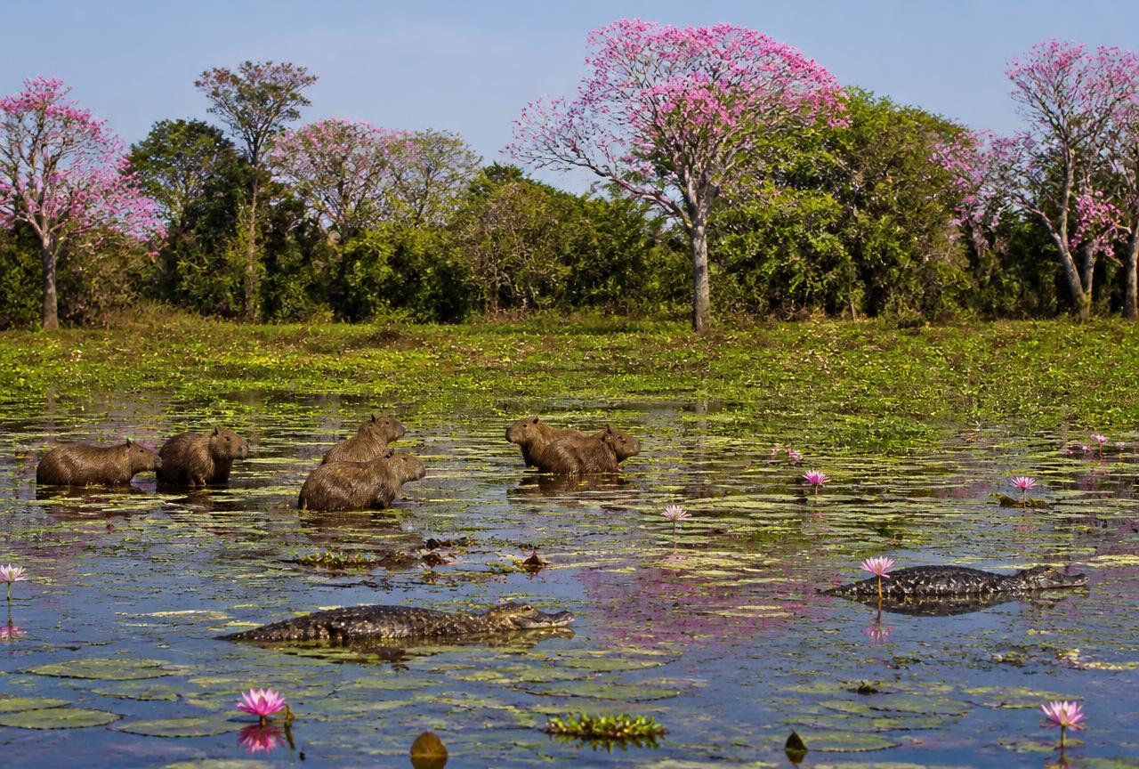 Campos alagados do Pantanal na época da cheia